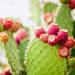 Seme voća: Indijska Smokva (Jestivi Kaktus)-Dekorativna,Vrlo slatka,i ukusna.., slika3